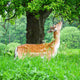 Young Fallow Deer Wall Mural