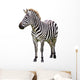 Zebra White