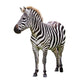 Zebra White