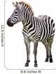Zebra White