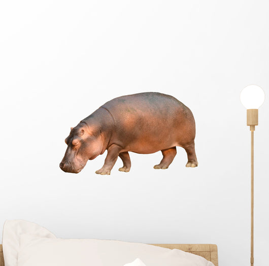 hippopotamus isolated Wall Decal