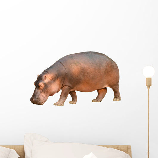 hippopotamus isolated Wall Decal