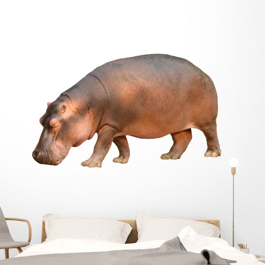 hippopotamus isolated Wall Decal