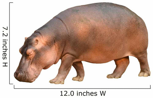 hippopotamus isolated Wall Decal