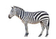 zebra isolated Wall Decal