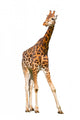 Giraffe White