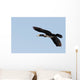 Great Cormorant Flight