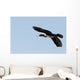 Great Cormorant Flight