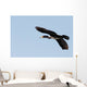 Great Cormorant Flight