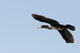 Great Cormorant Flight
