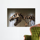 Tyrannosaurus Rex Skeleton