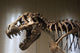 Tyrannosaurus Rex Skeleton