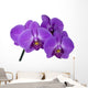branch orchid Wall Decal