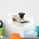 pug and sandals Wall Decal