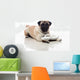 pug and sandals Wall Decal