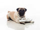 pug and sandals Wall Decal