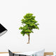 Pterocarpus indicus tree Wall Decal