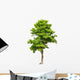 Pterocarpus indicus tree Wall Decal