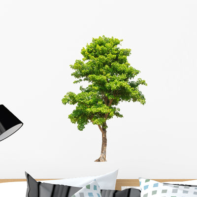 Pterocarpus Indicus Tree Wall Decal shown on a wall