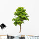 Pterocarpus indicus tree Wall Decal