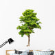 Pterocarpus indicus tree Wall Decal