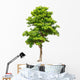 Pterocarpus indicus tree Wall Decal