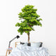 Pterocarpus indicus tree Wall Decal
