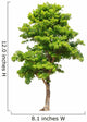 Pterocarpus indicus tree Wall Decal