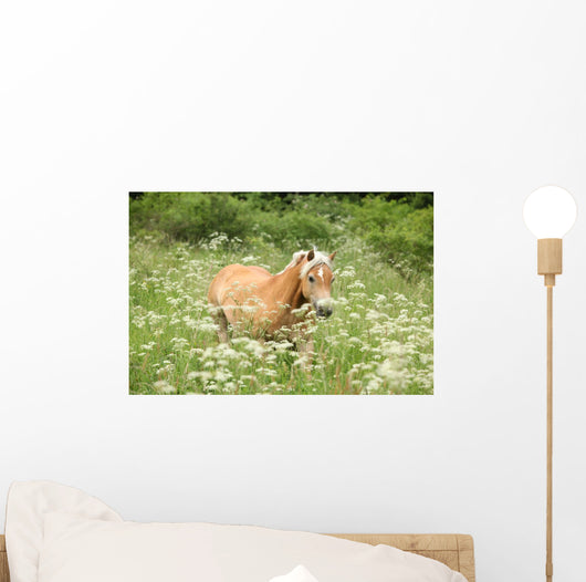 Nice Haflinger Running Freedom Wall Mural