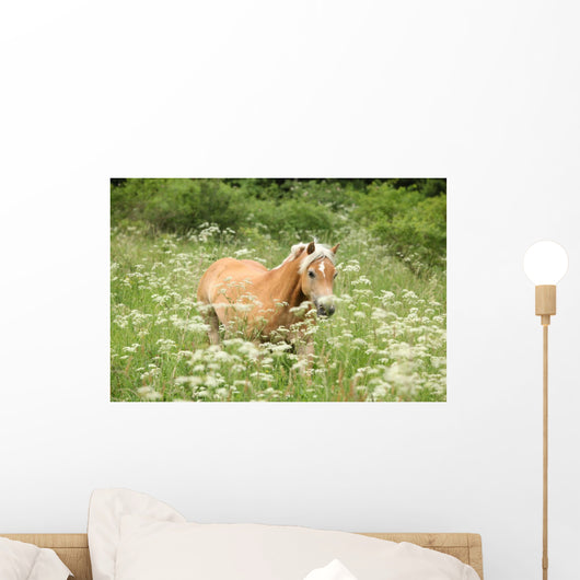 Nice haflinger running in freedom Wall Mural
