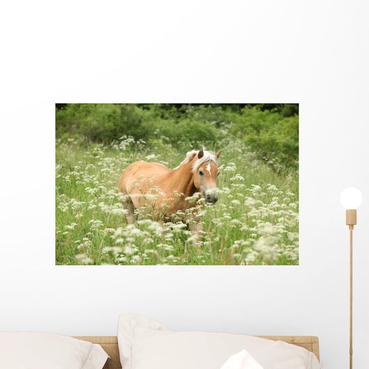 Nice haflinger running in freedom Wall Mural