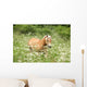 Nice haflinger running in freedom Wall Mural
