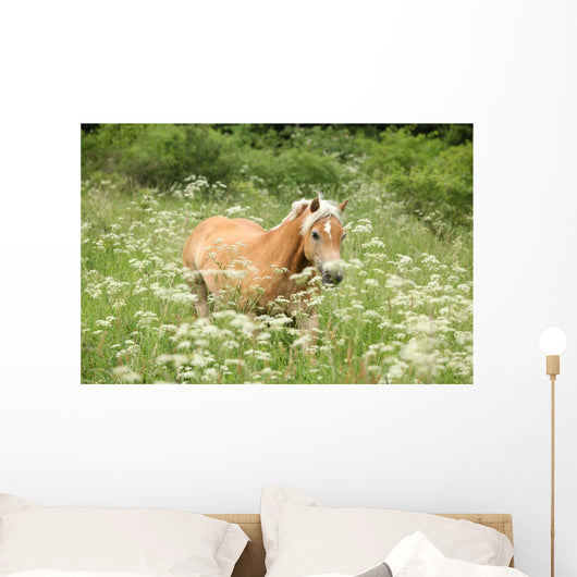 Nice haflinger running in freedom Wall Mural