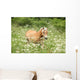Nice haflinger running in freedom Wall Mural