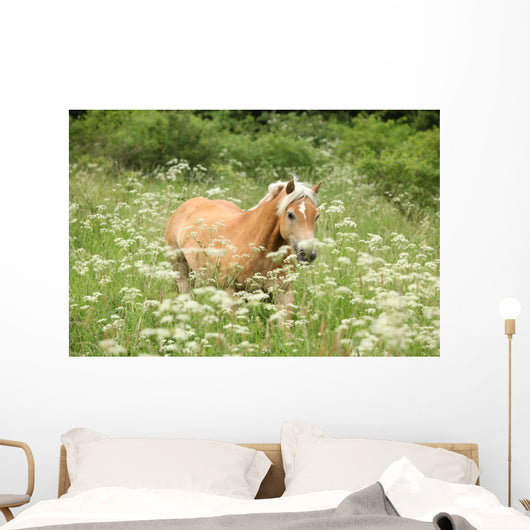 Nice haflinger running in freedom Wall Mural