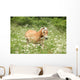 Nice haflinger running in freedom Wall Mural