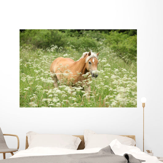 Nice haflinger running in freedom Wall Mural