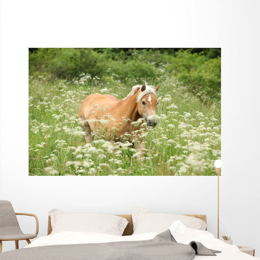 Nice haflinger running in freedom Wall Mural