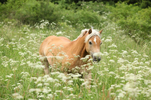 Nice haflinger running in freedom Wall Mural