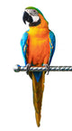 Colorful Red Parrot Macaw