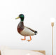 Mallard Duck with clipping path. Wall Decal