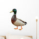 Mallard Duck with clipping path. Wall Decal
