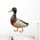 Mallard Duck with clipping path. Wall Decal