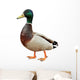Mallard Duck with clipping path. Wall Decal