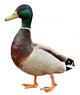 Mallard Duck with clipping path. Wall Decal