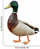 Mallard Duck with clipping path. Wall Decal