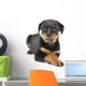 Little Rottweiler puppy dog lies down Wall Decal