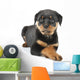 Little Rottweiler puppy dog lies down Wall Decal