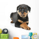 Little Rottweiler puppy dog lies down Wall Decal