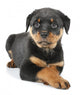 Little Rottweiler puppy dog lies down Wall Decal